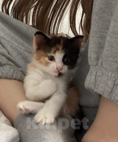 Кошки в Астрахани: Котёнок в семью Девочка, Бесплатно - фото 3