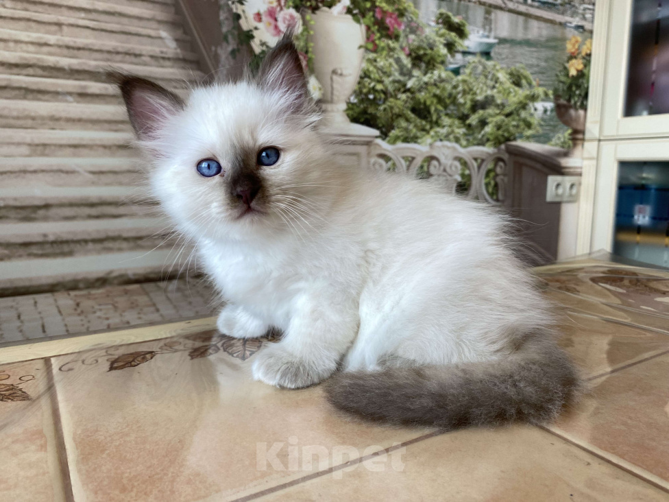 Кошки в Москве: Котенок Патрик МАРИТАНА КЭТ Мальчик, Бесплатно - фото 5