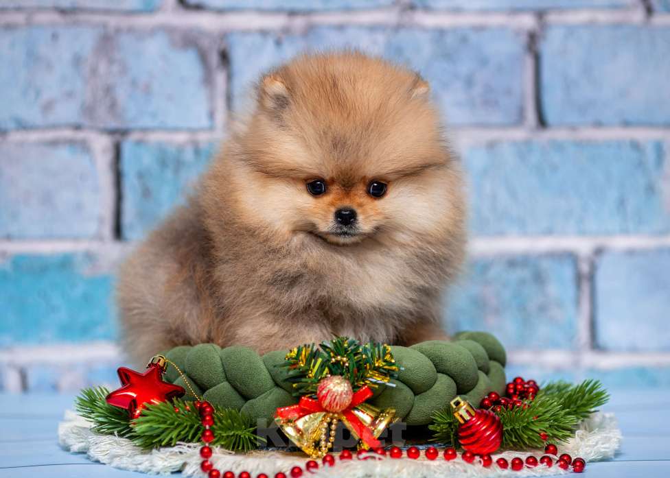 Собаки в Ульяновске: Палина Девочка, 80 000 руб. - фото 3