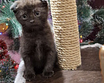 Кошки в Краснодаре: Шотландские вислоухие короткошерстные Мальчик, 10 000 руб. - фото 3
