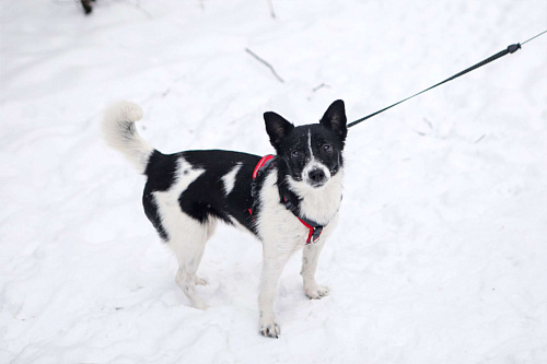 Миниатюрная Вива в добрые руки