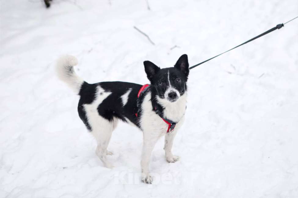 Собаки в Санкт-Петербурге: Миниатюрная Вива в добрые руки Девочка, Бесплатно - фото 1