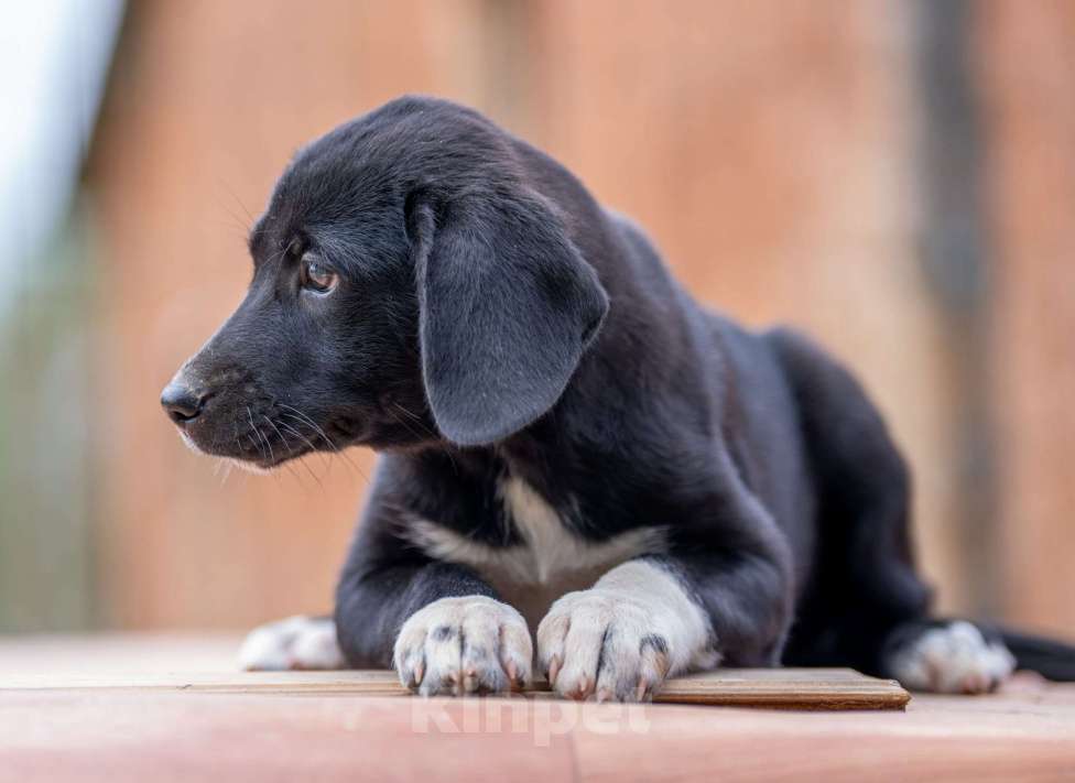 Собаки в Москве: Лори Девочка, Бесплатно - фото 3