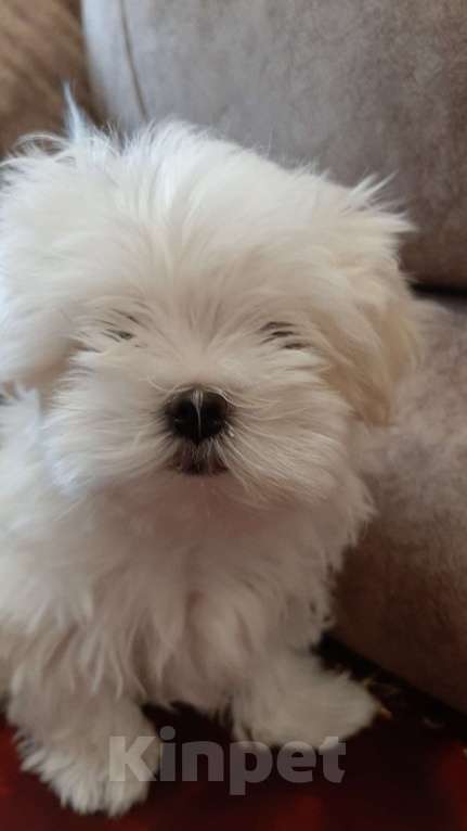 Собаки в Санкт-Петербурге: Мальтезе мини-девочка Дези Девочка, 65 000 руб. - фото 4