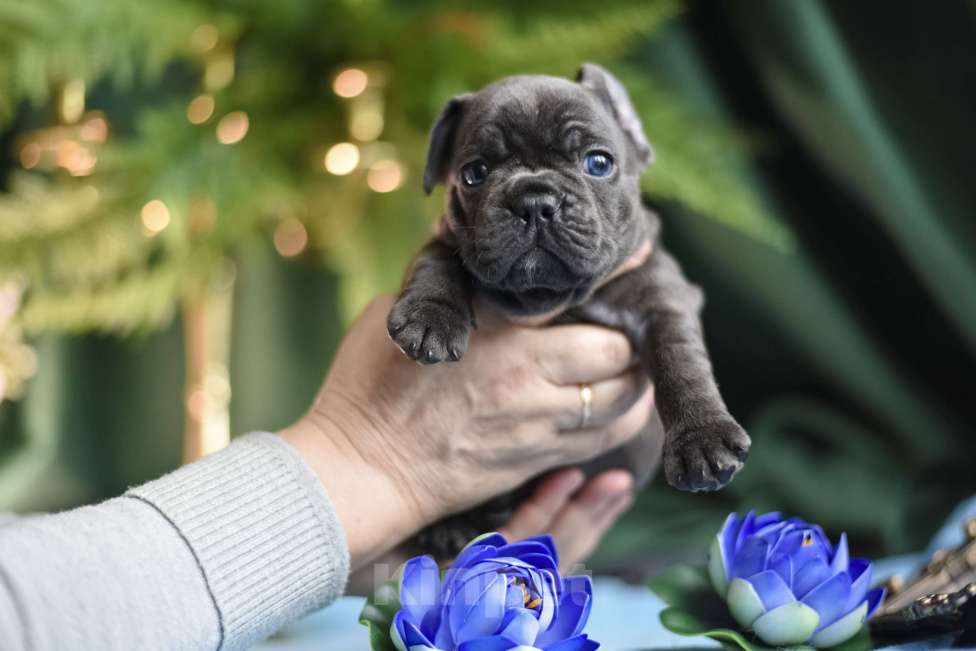 Собаки в Москве: мальчик голубой без подпала Мальчик, 65 000 руб. - фото 8