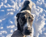 Собаки в Москве: Очень умная и благодарная собака Герда ищет семью! Девочка, Бесплатно - фото 7