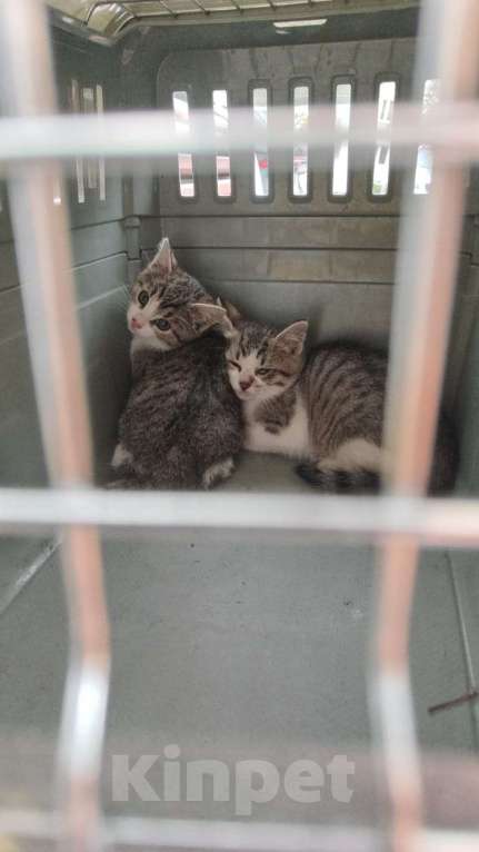 Кошки в Москве: Котенка в добрые ручки  Девочка, Бесплатно - фото 1