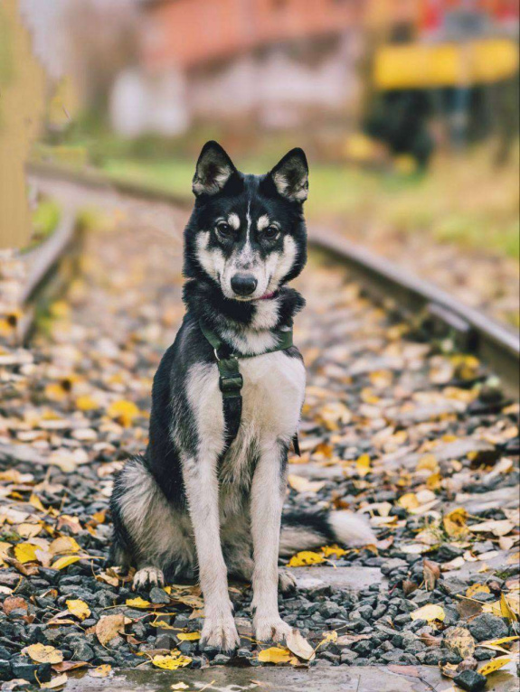 Собаки в Москве: Эрика , яркая внешность и любовь к человеку  Девочка, Бесплатно - фото 1