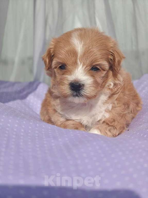 Собаки в Москве: Мальтипу девочка мелкий стандарт  Девочка, 150 000 руб. - фото 4