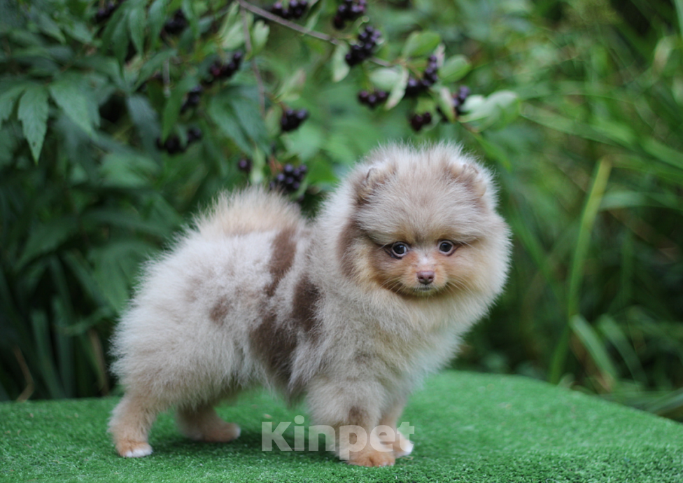 Собаки в Санкт-Петербурге: Щпиц шоко-мрамор  Девочка, 55 000 руб. - фото 2