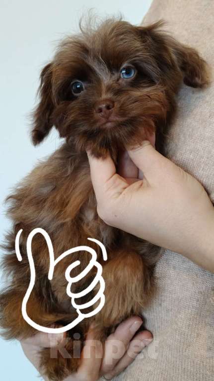 Собаки в Санкт-Петербурге: Редкая декоративная порода ( Петербургская орхидея) Разнополые, 80 000 руб. - фото 4