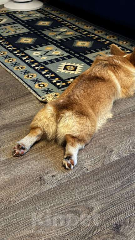 Собаки в Санкт-Петербурге: Щенок вельш корги девочка 4месяца Девочка, 45 000 руб. - фото 7