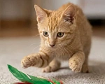 Кошки в Красногорске: Котенок мальчик 2,5 месяца ищет дом Мальчик, Бесплатно - фото 7