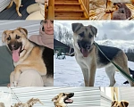 Собаки в Химках: классный щенок от немецкой овчарки Мальчик, Бесплатно - фото 1