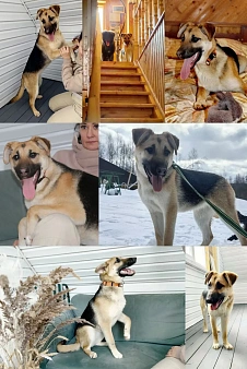 классный щенок от немецкой овчарки