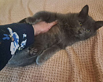 Кошки в Москве: Котенок Боня 4,5 месяца в добрые руки  Мальчик, Бесплатно - фото 3