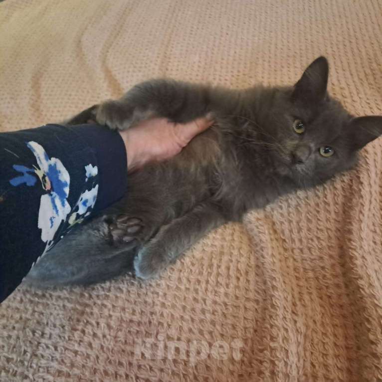 Кошки в Москве: Котенок Боня 4,5 месяца в добрые руки  Мальчик, Бесплатно - фото 3