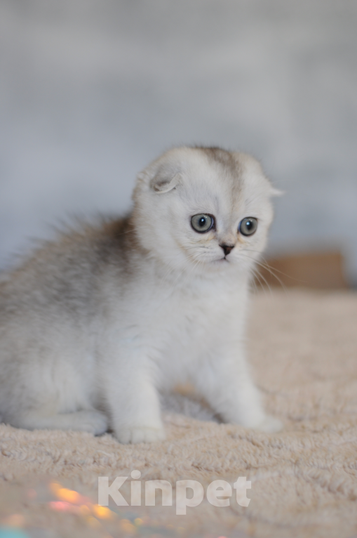 Кошки в Бахчисарае: Шотландский вислоухий котенок Мальчик, 55 000 руб. - фото 4