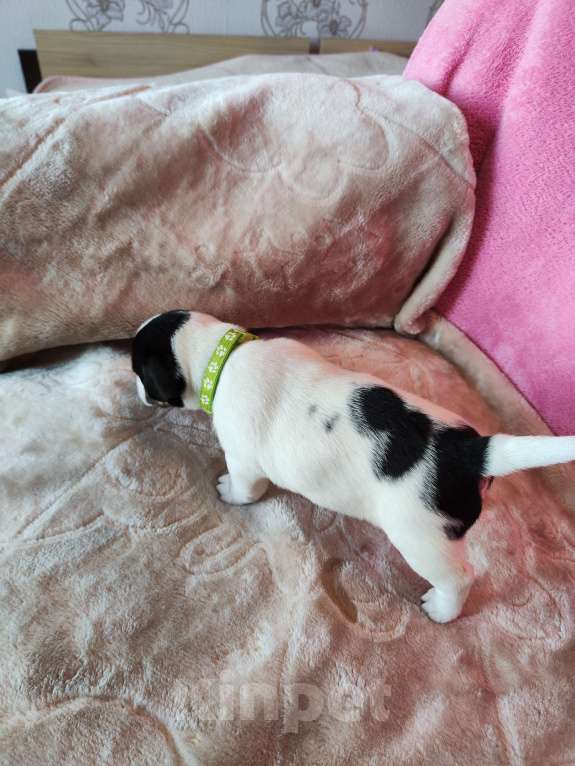 Собаки в Волгограде: Щенок Джек Рассел терьер  Мальчик, 20 000 руб. - фото 5