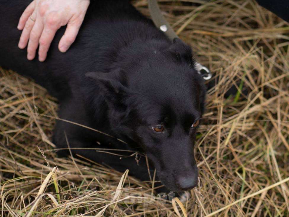 Собаки в Москве: Черника ищет свой дом  Девочка, Бесплатно - фото 6