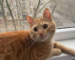Кошки в Липецке: Ленивый рыжуля - Ларри Мальчик, Бесплатно - фото 1