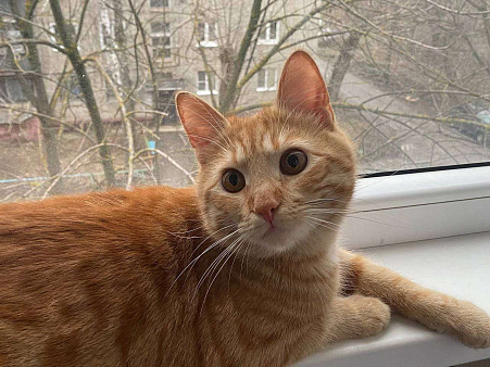 Ленивый рыжуля - Ларри