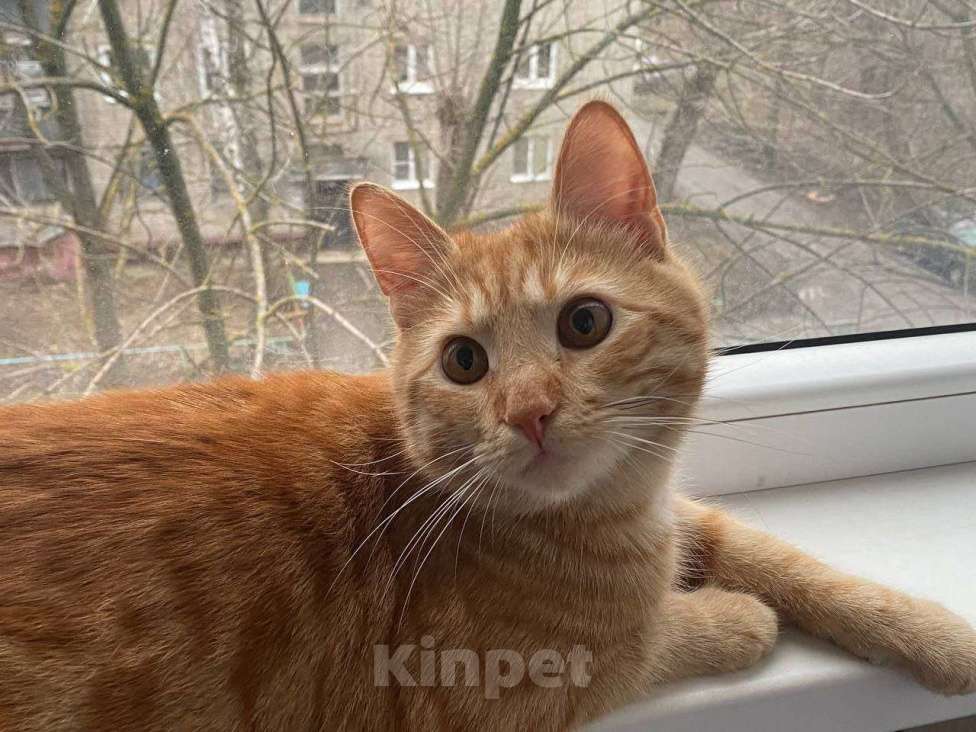 Кошки в Липецке: Ленивый рыжуля - Ларри Мальчик, Бесплатно - фото 1