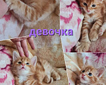 Кошки в Краснодаре: Мейнкун рыжая девочка Девочка, 15 000 руб. - фото 1