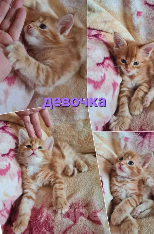 Кошки в Краснодаре: Мейнкун рыжая девочка Девочка, 15 000 руб. - фото 1