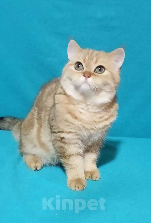 Кошки в Москве: Золотой мраморный котик Мальчик, 6 000 руб. - фото 3