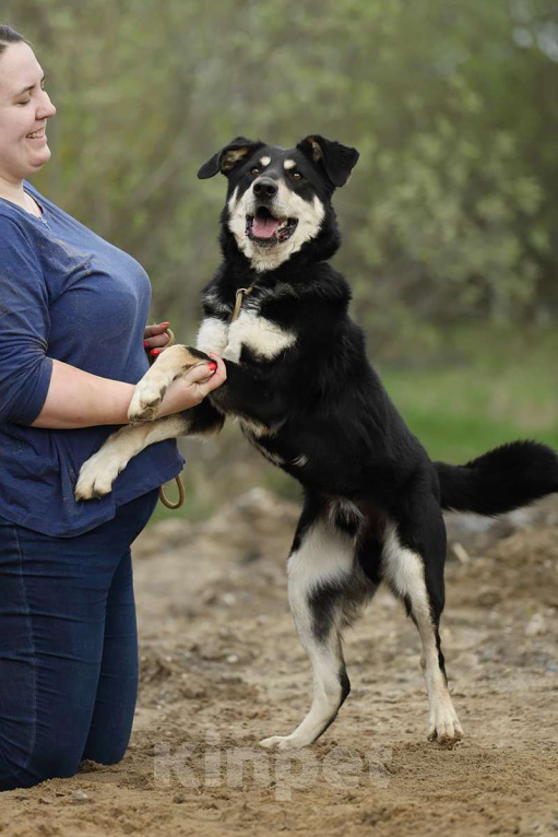 Собаки в Москве: Корсак из приюта мечтает о доме Мальчик, Бесплатно - фото 5