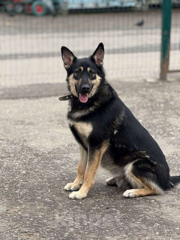 Собаки в Москве: Перчик молодой овчар Мальчик, Бесплатно - фото 8