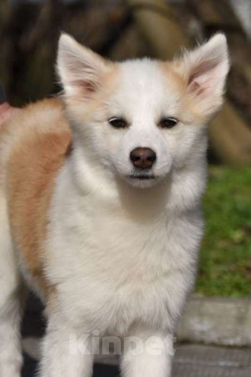 Собаки в Москве: Ненецкая оленегонная лайка, сука Женева. Девочка, 60 000 руб. - фото 4