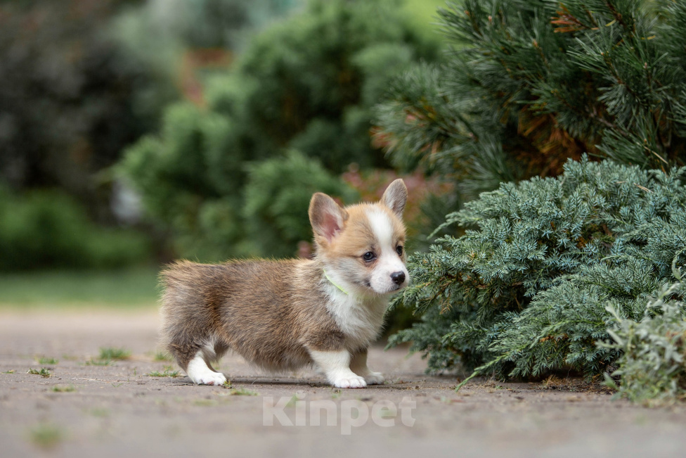 Собаки в Москве: Рыжая девочка корги Девочка, 80 000 руб. - фото 9