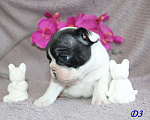 Собаки в Брянске: Французский бульдог щенки Мальчик, 30 000 руб. - фото 2