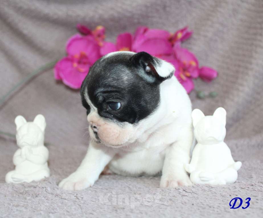 Собаки в Брянске: Французский бульдог щенки Мальчик, 30 000 руб. - фото 2