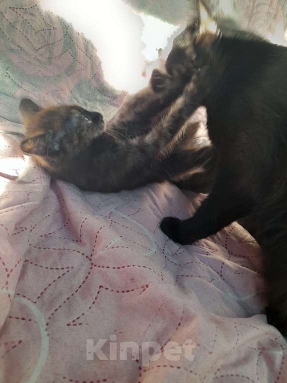 Кошки в Краснокамске: Отдам котенка в добрые руки  Девочка, Бесплатно - фото 3