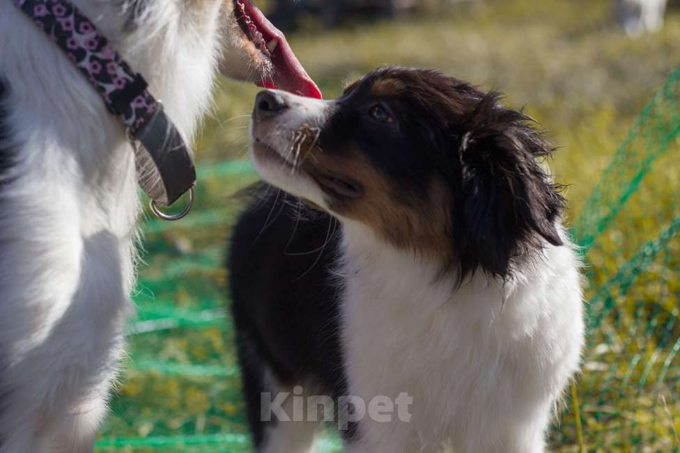 Собаки в Казани: Щеночки австралийской овчарки Мальчик, 50 000 руб. - фото 6