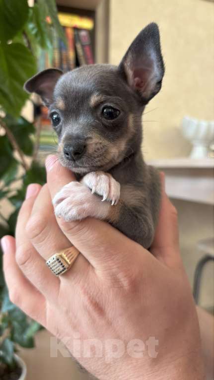 Собаки в Воронеже: Дизайнерские щенки той-терьера Мальчик, 7 000 руб. - фото 3