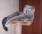 Кошки в Свободном: Шотландский кот, 1 000 руб. - фото 1