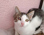 Кошки в Звенигороде: Котенок срочно ищет дом Мальчик, Бесплатно - фото 5