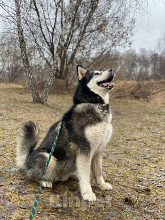 Собаки в Москве: Кайли выкинули спустя 8 лет семейной жизни Девочка, Бесплатно - фото 3