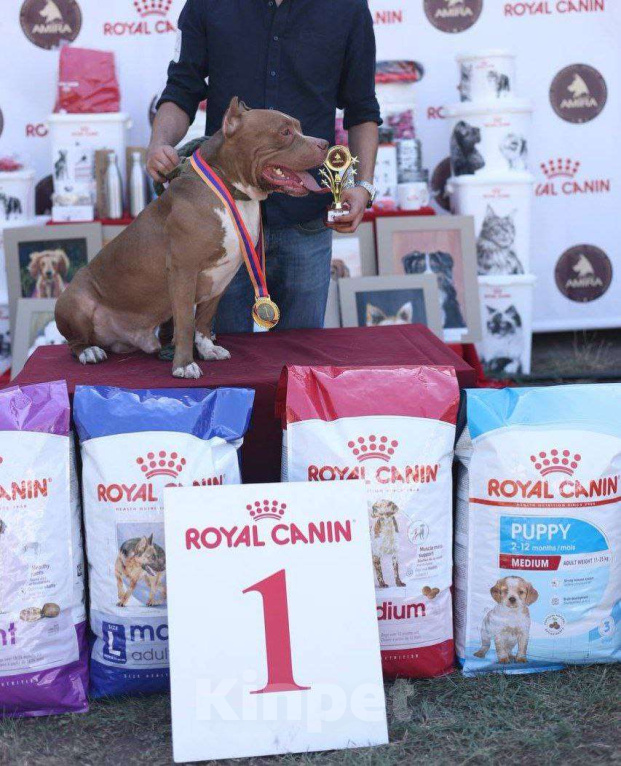 Собаки в Москве: Американский Булли XL Мальчик, 350 000 руб. - фото 1