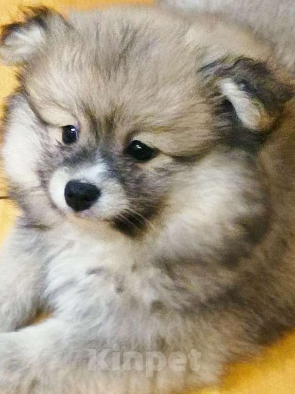 Собаки в Химках: Девочки  активные, игривые, шкодницы Девочка, 35 000 руб. - фото 3