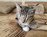 Кошки в Воронеже: Шпротные котята  Мальчик, 10 руб. - фото 4