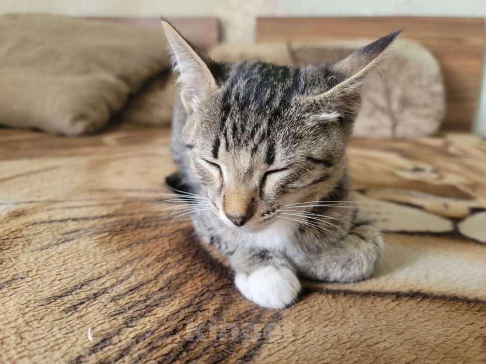 Кошки в Воронеже: Шпротные котята  Мальчик, 10 руб. - фото 4