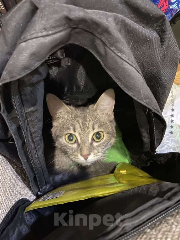 Кошки в Уфе: Жутик Девочка, Бесплатно - фото 5