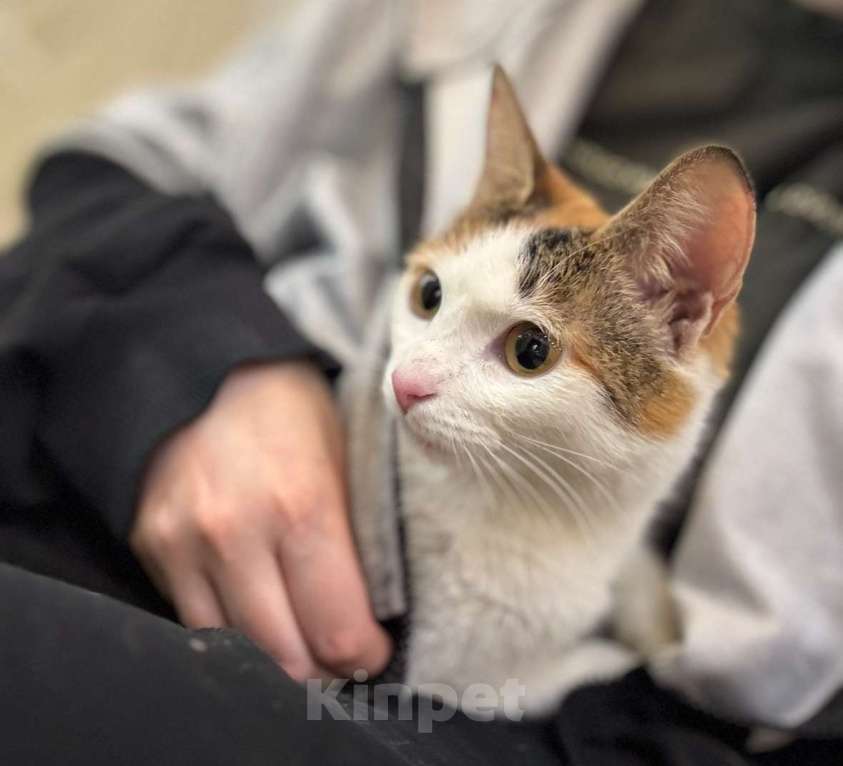 Кошки в Москве: смешная кошка Шпуля ищет дом Девочка, Бесплатно - фото 4