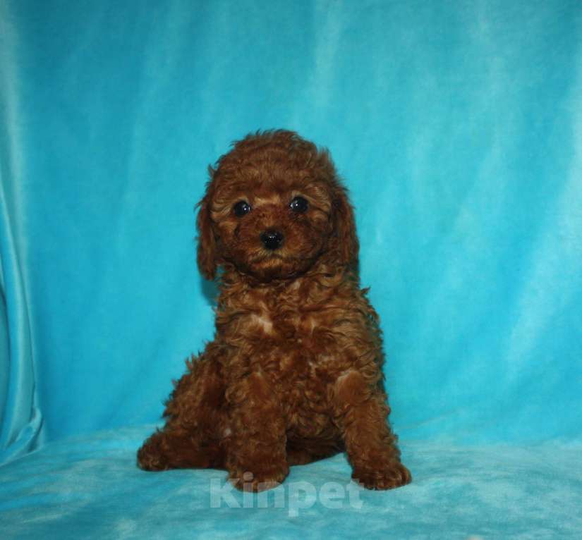 Собаки в Москве: Тикап тедди пудель девочка Девочка, 120 000 руб. - фото 3