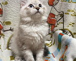 Кошки в Санкт-Петербурге: Невский маскарадный котёнок, кошка Девочка, 45 000 руб. - фото 4